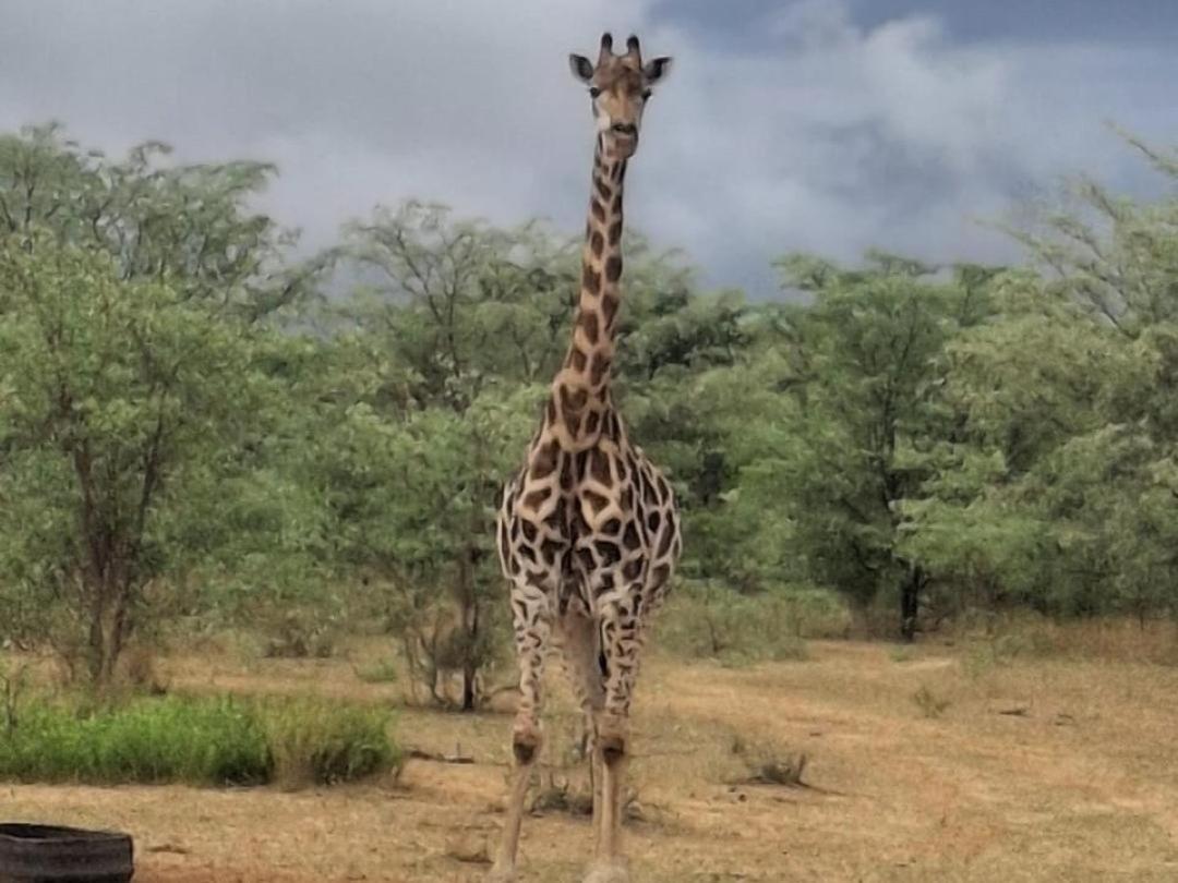 Kigeni Safari Lodge & Spa 法尔瓦特 外观 照片