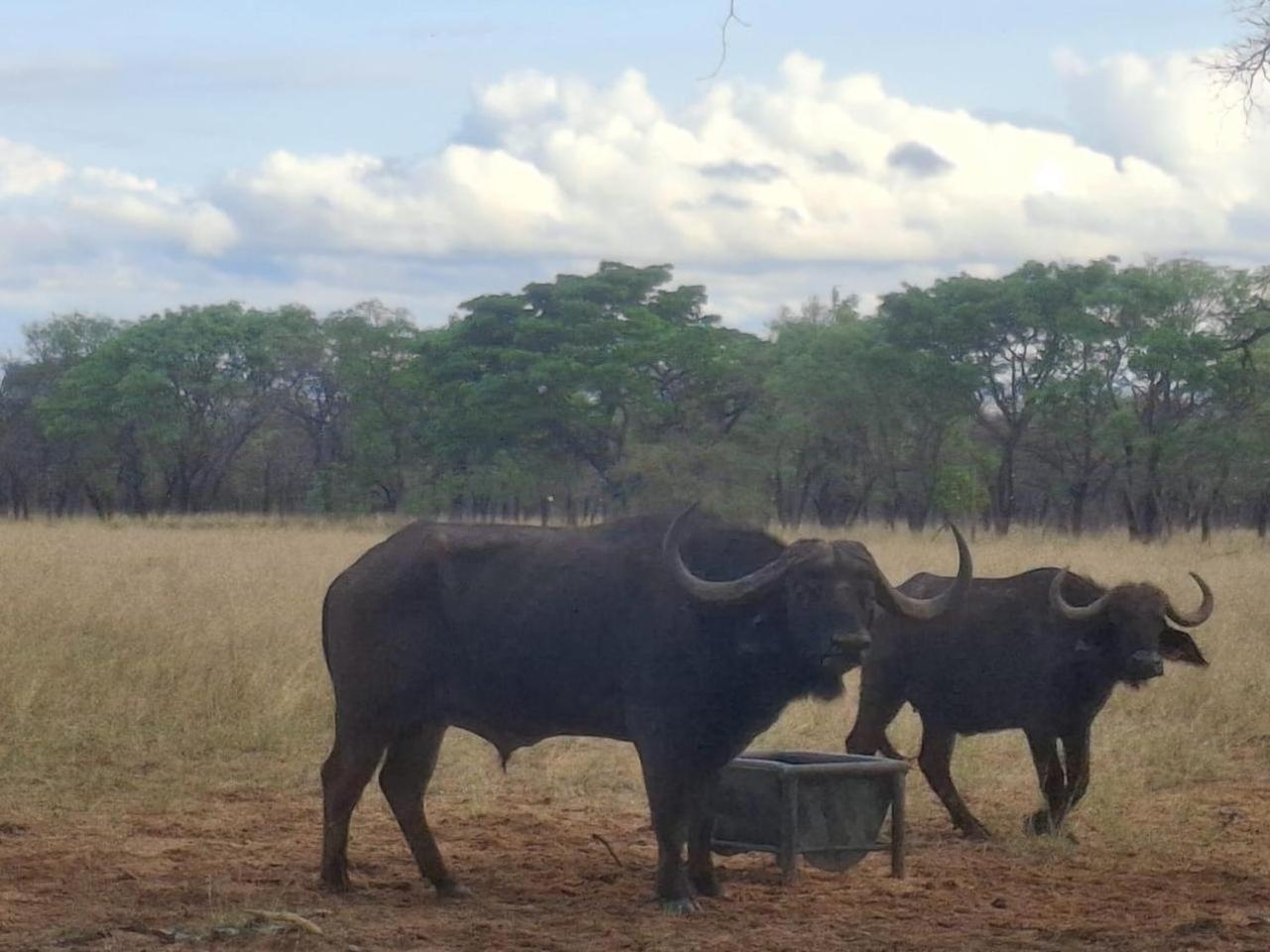 Kigeni Safari Lodge & Spa 法尔瓦特 外观 照片