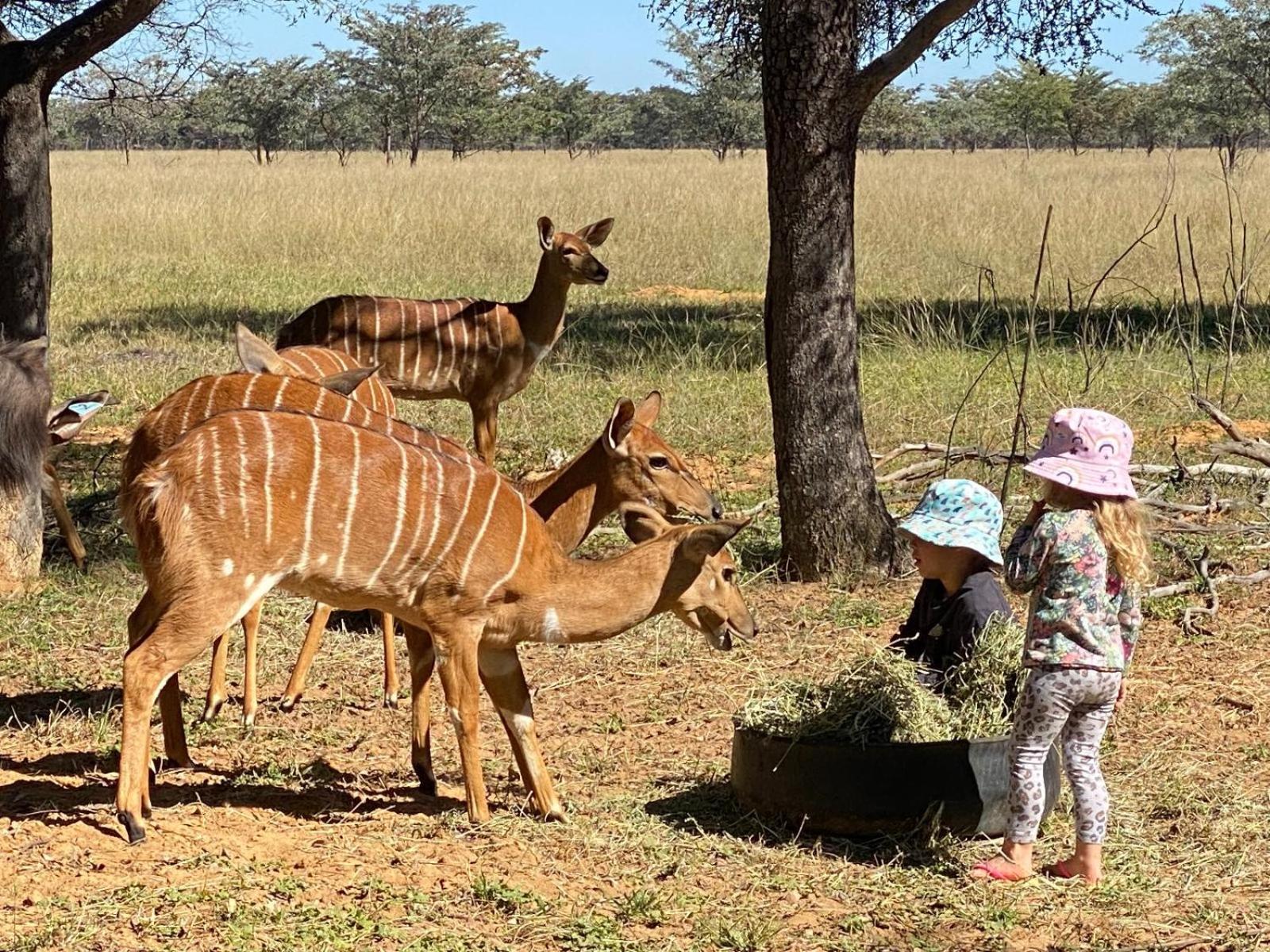 Kigeni Safari Lodge & Spa 法尔瓦特 外观 照片